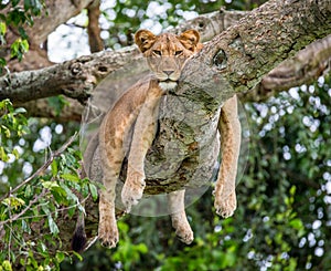 Lioness lying on a big tree. Close-up. Uganda. East Africa.