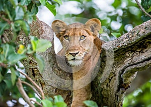 Lioness lying on a big tree. Close-up. Uganda. East Africa.