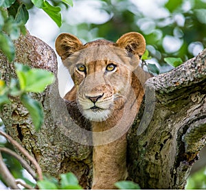 Lioness lying on a big tree. Close-up. Uganda. East Africa.