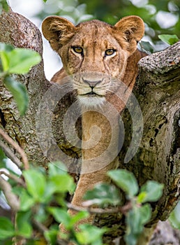 Lioness lying on a big tree. Close-up. Uganda. East Africa.