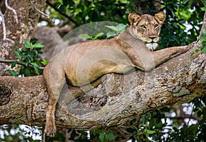 Lioness lying on a big tree. Close-up. Uganda. East Africa.