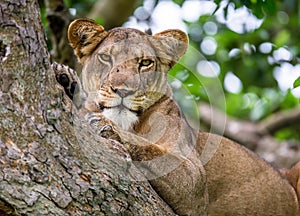 Lioness lying on a big tree. Close-up. Uganda. East Africa.