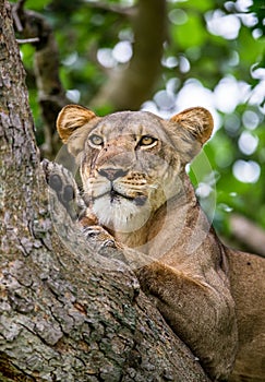 Lioness lying on a big tree. Close-up. Uganda. East Africa.