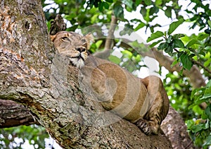 Lioness lying on a big tree. Close-up. Uganda. East Africa.