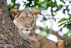 Lioness lying on a big tree. Close-up. Uganda. East Africa.