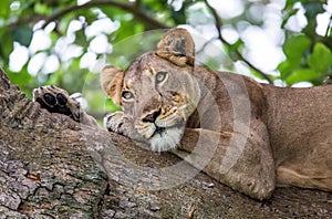 Lioness lying on a big tree. Close-up. Uganda. East Africa.