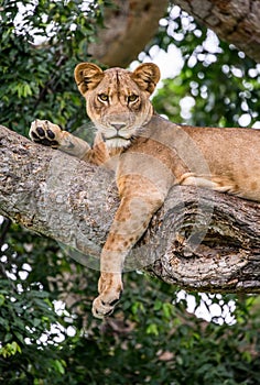 Lioness lying on a big tree. Close-up. Uganda. East Africa.