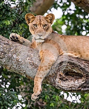 Lioness lying on a big tree. Close-up. Uganda. East Africa.