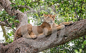 Lioness lying on a big tree. Close-up. Uganda. East Africa.