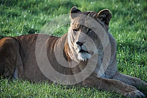 Lioness lying down on the grass and looking away