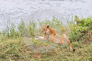 Lioness, lying down next to the Letaba River