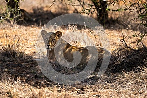 Lioness lying down in shade of thornbush