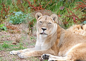 Lioness lying down watching viewer