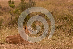 Lioness lying on grass