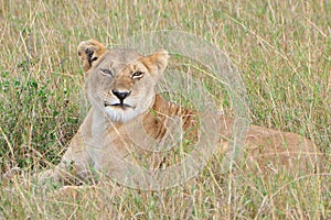 Lioness lying in grass