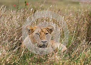 Lioness lying in the grass. Savannah. National Park. Kenya. Tanzania. Maasai Mara. Serengeti.