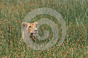 Lioness lying in the grass. Savannah. National Park. Kenya. Tanzania. Maasai Mara. Serengeti.