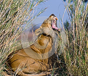 Lioness lying in the grass and yawns. Okavango Delta.