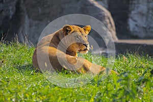 lioness lying on the grass in the zoo
