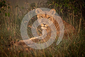 Lioness lying in long grass with catchlights