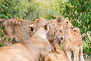 Lioness lying and resting with her playful cubs