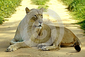 Lioness lying on road