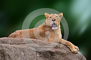 Lioness lying on rock.