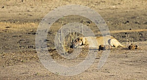 Lioness lying on sand in ambush looking alert