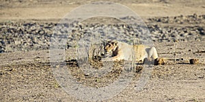Lioness lying on sand in ambush looking alert
