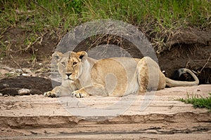 Lioness lying on sand by steep riverbank
