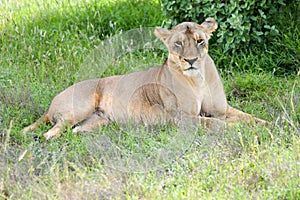 A lioness lying