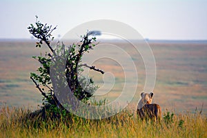 Lioness, Maasai Mara Game Reserve, Kenya