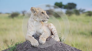 Lioness in Maasai Mara, Kenya, Lion in Africa on Masai Mara African Wildlife Safari, Close Up Shot o