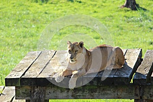 Lioness photo