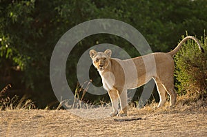 Lioness, Masai Mara