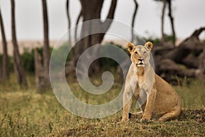 Lioness, Masai Mara