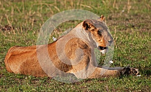 Lioness on the Masai Mara