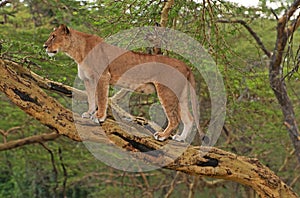 Lioness on the Masai Mara