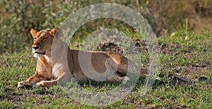 Lioness on the Masai Mara