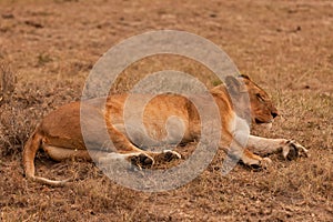 Lioness in the Masai Mara