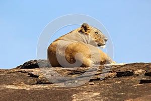 Lioness, Masai Mara, Kenya, Africa