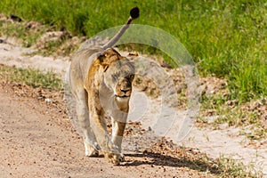 Lioness in Masai Mara National Reserve, Ken