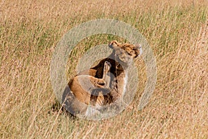 Lioness in Masai Mara National Reserve, Ken