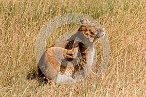 Lioness in Masai Mara National Reserve, Ken