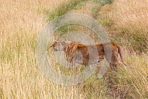 Lioness in Masai Mara National Reserve, Ken