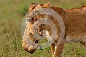 Lioness mother carries her baby