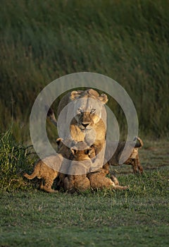 Lioness mother and her four cubs in a vertical portrait standing on green grass in Ngorongoro Crater in Tanzania
