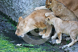 Lioness mother and her young