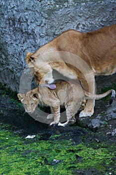 Lioness mother and her young