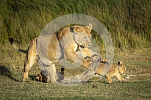 Lioness mother playing with her two small lion cubs in Ndutu in Tanzania